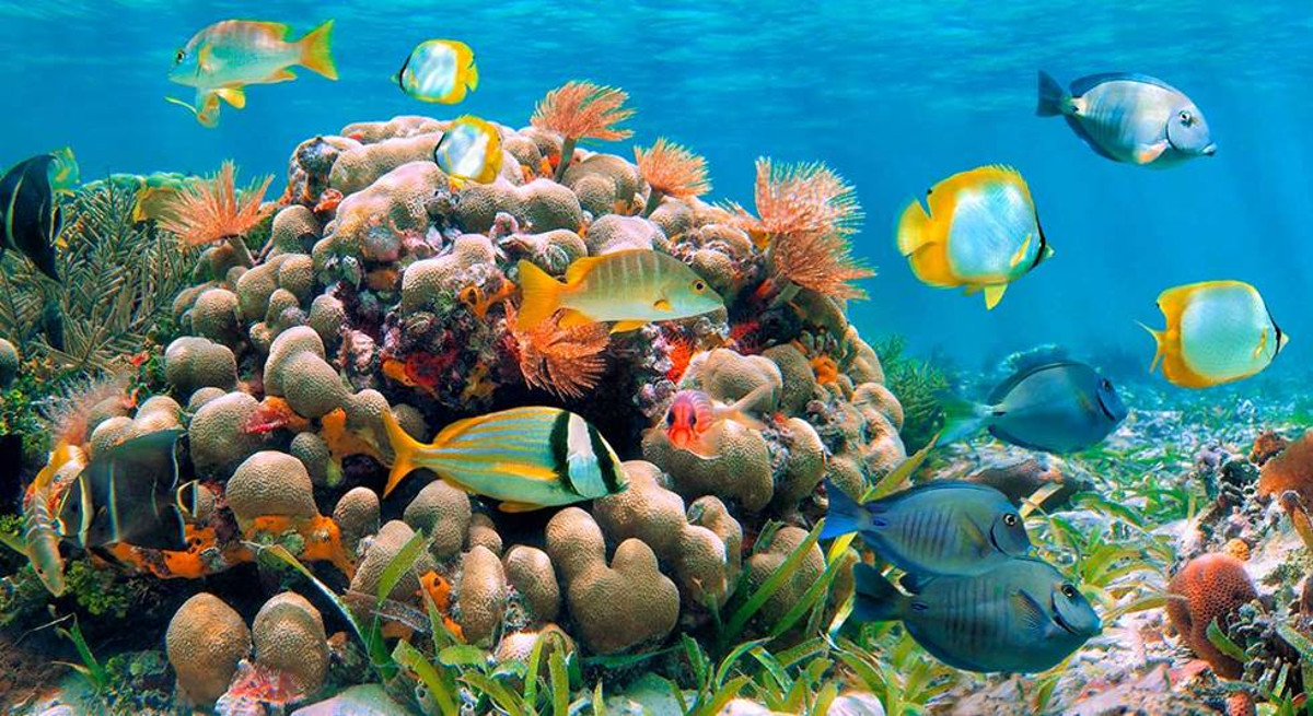 Barriera Corallina, Mar Rosso