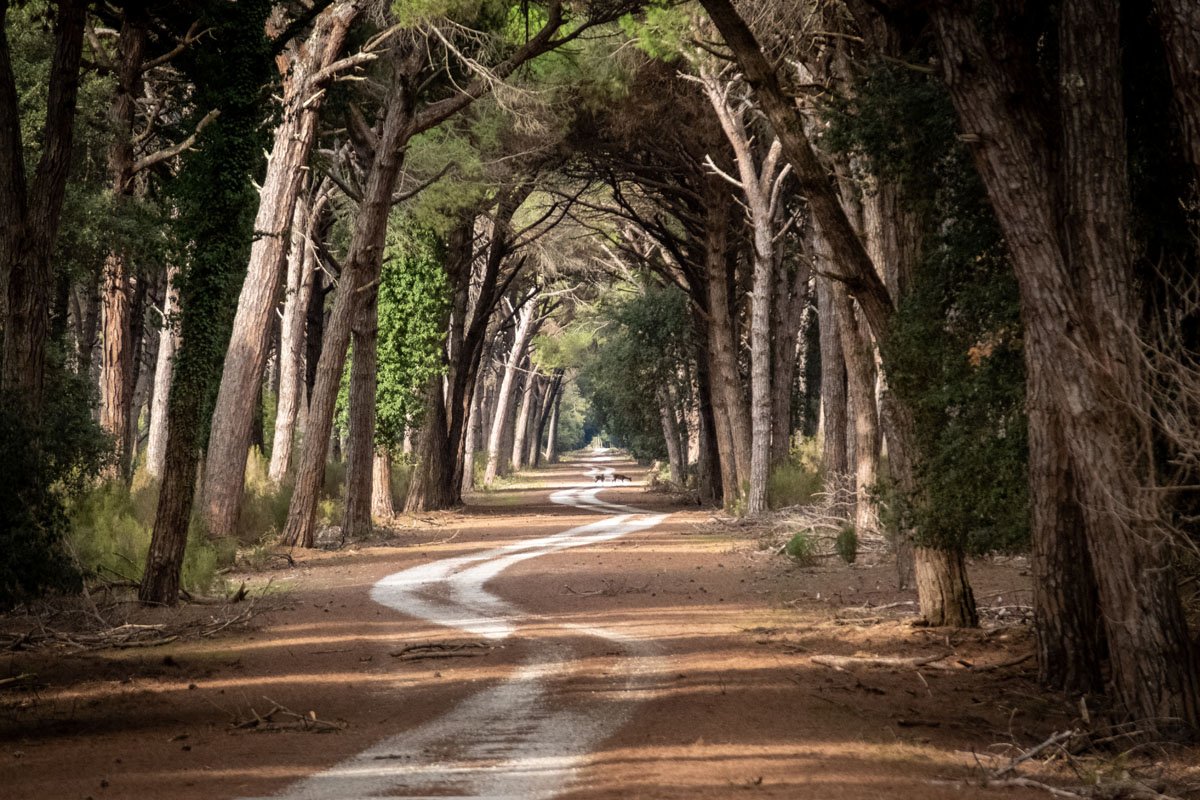 Parco di San Rossore