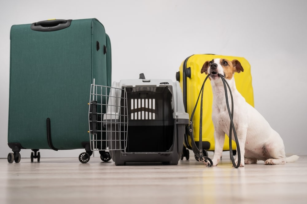 Vacanza Pet Friendly
