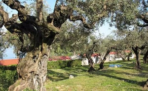 Europe Garden Village